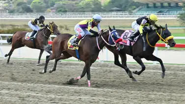 En el Clásico Juan Arias (G1) hay un ejemplar que se destacó con el mejor ajuste de La Rinconada En el Clásico Juan Arias (G1) hay un ejemplar que se destacó con el mejor ajuste de La Rinconada
