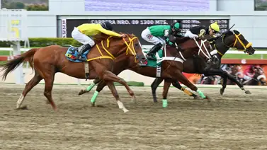 Preparador que hace su debut en la R18 confía en que estos dos ejemplares deben estar en el tope del marcador (+Video) Preparador que hace su debut en la R18 confía en que estos dos ejemplares deben estar en el tope del marcador (+Video)