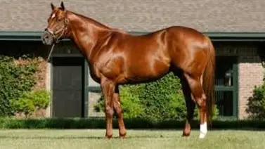 Hija de campeón sprinter hace su debut en La Rinconada Hija de campeón sprinter hace su debut en La Rinconada