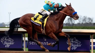 El triple coronado American Pharoah deja huella en La Rinconada con el estreno de su nieta
