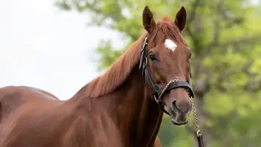 Potro de semental Speightstown es comprado este miércoles en $775,000 Potro de semental Speightstown es comprado este miércoles en $775,000