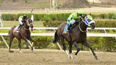 Con el mejor ajuste de la sorpresa de Gaceta Hípica queda listo para brillar en la carrera de los acumulados para el 5y6 sabatino