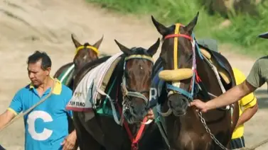 Asegura tu jugada: Yegua que obtuvo el mejor ajuste se perfila como la gran favorita para está selectiva de la R19 Asegura tu jugada: Yegua que obtuvo el mejor ajuste se perfila como la gran favorita para está selectiva de la R19