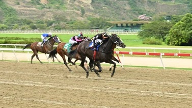 Favoritos de la cátedra para el 5y6 Nacional de la reunión N°19 en el hipódromo La Rinconada