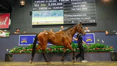 Coolmore compra yegua ganadora de G1 en más de 5 millones de dólares
