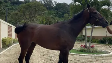 ¡Exclusiva! La yegua estadounidense Hub City irá a la cría ¡Exclusiva! La yegua estadounidense Hub City irá a la cría