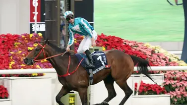 El mejor caballo del mundo fue sometido a una operación por este detalle El mejor caballo del mundo fue sometido a una operación por este detalle