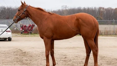El linaje de un campeón: Un hijo de Curlin estaría próximo a debutar en La Rinconada