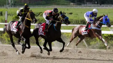 Descubre a esta hora el "dato de los vivitos" que es uno de los favoritos para el 5y6 Descubre a esta hora el "dato de los vivitos" que es uno de los favoritos para el 5y6