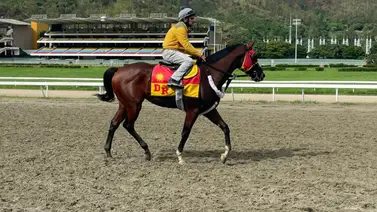 Entérate cual es el ejemplar de Larry Mejías que será difícil de vencer en la reunión 20 de carreras (+Video) Entérate cual es el ejemplar de Larry Mejías que será difícil de vencer en la reunión 20 de carreras (+Video)