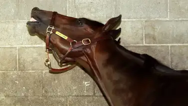 ¡Te sorprenderás! La estadística que une a Sovereignty y Golden Tempo, los dos últimos ganadores del Kentucky Derby (G1) ¡Te sorprenderás! La estadística que une a Sovereignty y Golden Tempo, los dos últimos ganadores del Kentucky Derby (G1)