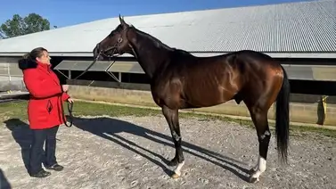 Preakness Stakes: Conoce cuándo decidirá Cherie DeVaux sobre la inscripción de Golden Tempo Preakness Stakes: Conoce cuándo decidirá Cherie DeVaux sobre la inscripción de Golden Tempo