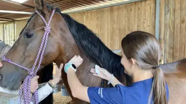 La noticia que provoca alboroto en los establos: HISA anuncia la continuidad de este medicamento sobre los pura sangre de carreras La noticia que provoca alboroto en los establos: HISA anuncia la continuidad de este medicamento sobre los pura sangre de carreras