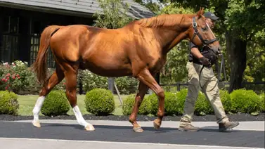 Pedigrí de campeón: La hazaña de Curlin como semental con la victoria de Golden Tempo en el Kentucky Derby (G1) Pedigrí de campeón: La hazaña de Curlin como semental con la victoria de Golden Tempo en el Kentucky Derby (G1)