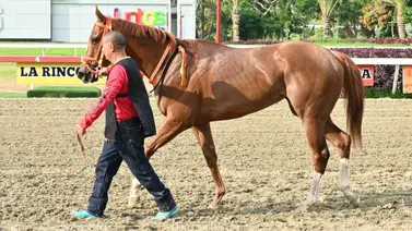Violent Queen busca repetir la historia de su hermana paterna en La Rinconada Violent Queen busca repetir la historia de su hermana paterna en La Rinconada