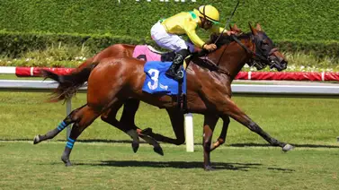 ¡Destino Ascot!: Celtic Dispute domina el Royal Palm Juvenile y sella su boleto a Inglaterra ¡Destino Ascot!: Celtic Dispute domina el Royal Palm Juvenile y sella su boleto a Inglaterra