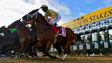 Estos son los puestos de salida para la edición 151 del Preakness Stakes (G1) Estos son los puestos de salida para la edición 151 del Preakness Stakes (G1)