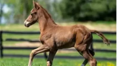El Futuro Comienza: Nace el primer hijo de este campeón del Kentucky Derby (G1) El Futuro Comienza: Nace el primer hijo de este campeón del Kentucky Derby (G1)