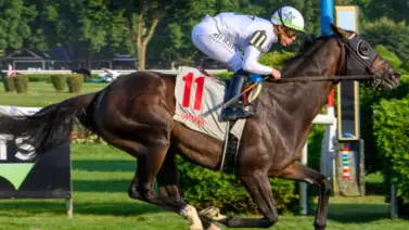 Rhetorical es nombrado Caballo del Año en New York Rhetorical es nombrado Caballo del Año en New York
