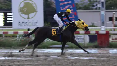 Tal día como hoy: Un ejemplar que nació para conquistar grandes hazañas en el hipismo venezolano Tal día como hoy: Un ejemplar que nació para conquistar grandes hazañas en el hipismo venezolano