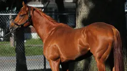 ¡Chévere que Chévere!: The Puma entrenará en Gulfstream Park de cara a su próxima carrera