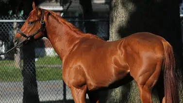 ¡Chévere que Chévere!: The Puma entrenará en Gulfstream Park de cara a su próxima carrera ¡Chévere que Chévere!: The Puma entrenará en Gulfstream Park de cara a su próxima carrera