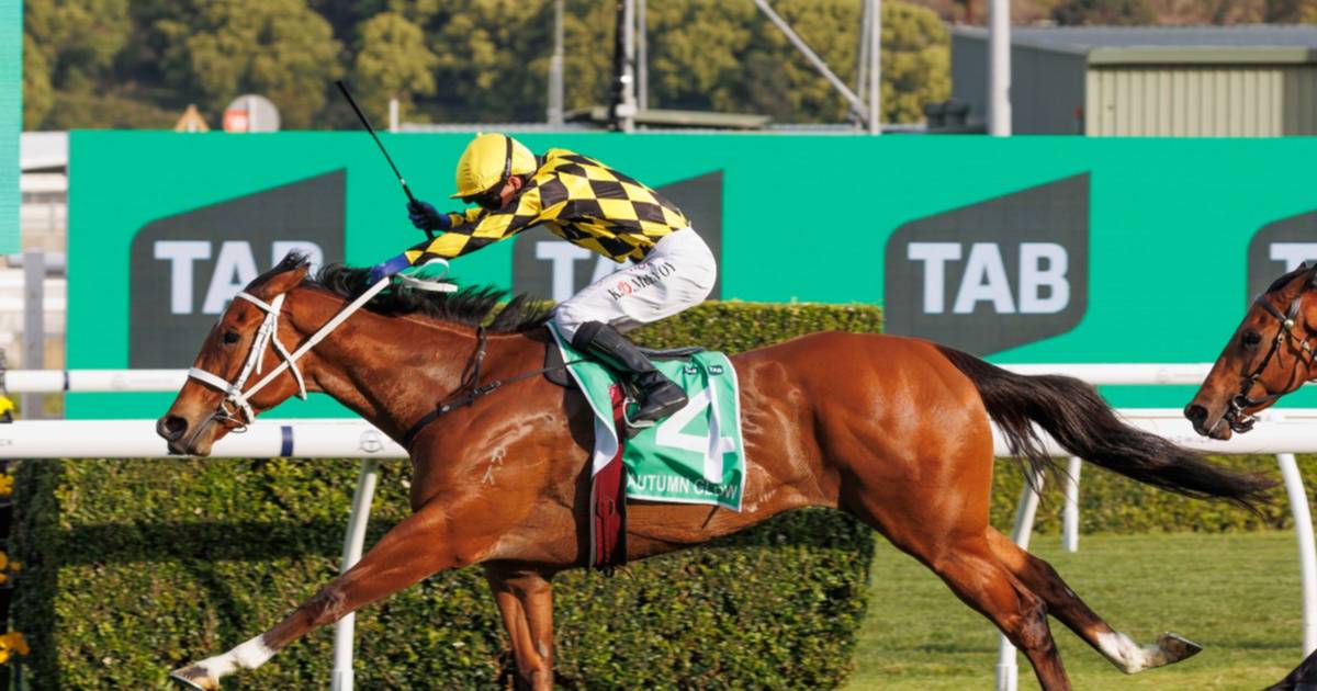 Reina entre machos: La única yegua entre los 30 mejores caballos del mundo