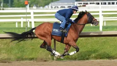 Preakness Stakes: Taj Mahal de ganar puede igualar al triplecoronado Affirmed y compañia Preakness Stakes: Taj Mahal de ganar puede igualar al triplecoronado Affirmed y compañia
