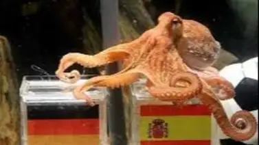 Animales "oráculo": ¿Quién será el sucesor del Pulpo Paul para el Mundial 2026? Animales "oráculo": ¿Quién será el sucesor del Pulpo Paul para el Mundial 2026?