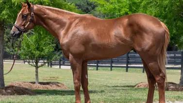 ¡$2.1 millones! Agente venezolano adquiere hijo de Flightline en la subasta de Fasig-Tipton Midlantic Sale ¡$2.1 millones! Agente venezolano adquiere hijo de Flightline en la subasta de Fasig-Tipton Midlantic Sale