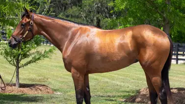 Dos en fila: Agente venezolano compra una hija de Gun Runner en las subastas de Fasig Tipton por $1.3 millones de dólares Dos en fila: Agente venezolano compra una hija de Gun Runner en las subastas de Fasig Tipton por $1.3 millones de dólares