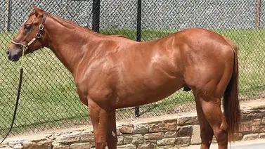 Subastan el primer potro de $1 millón del nuevo semental Corniche en Fasig-Tipton Subastan el primer potro de $1 millón del nuevo semental Corniche en Fasig-Tipton