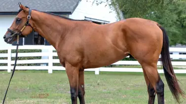 Intereses venezolanos adquieren a medio hermano de Commandment en las ventas de Fasig-Tipton Intereses venezolanos adquieren a medio hermano de Commandment en las ventas de Fasig-Tipton