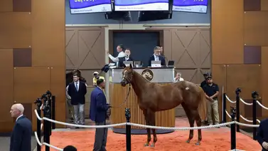 Conoce cuánto gastó el agente venezolano en las subastas de Fasig Tipton Conoce cuánto gastó el agente venezolano en las subastas de Fasig Tipton