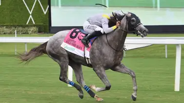 Lennilu reta a cuatro de Saffie Joseph Jr. en el Game Face Stakes de 100 mil dólares en Gulfstream Park Lennilu reta a cuatro de Saffie Joseph Jr. en el Game Face Stakes de 100 mil dólares en Gulfstream Park