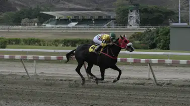 King Seraf: El semental que transformó la historia del hipismo venezolano King Seraf: El semental que transformó la historia del hipismo venezolano