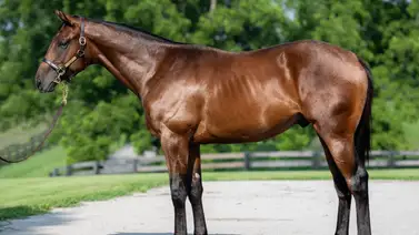 Jorge Delgado entrenador venezolano debuta potro valorado en $1.4 millones en este hipódromo Jorge Delgado entrenador venezolano debuta potro valorado en $1.4 millones en este hipódromo