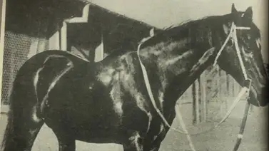 Pionero inolvidable: Recordamos al ejemplar criollo que rompió la historia y sembró las bases de la cría nacional Pionero inolvidable: Recordamos al ejemplar criollo que rompió la historia y sembró las bases de la cría nacional