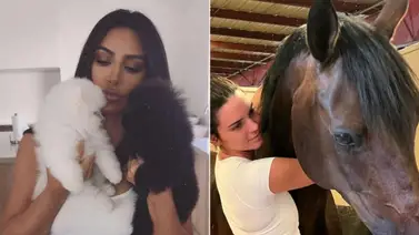Miembro del clan Kardashian causa indignación por amputar las garras de sus gatos Miembro del clan Kardashian causa indignación por amputar las garras de sus gatos