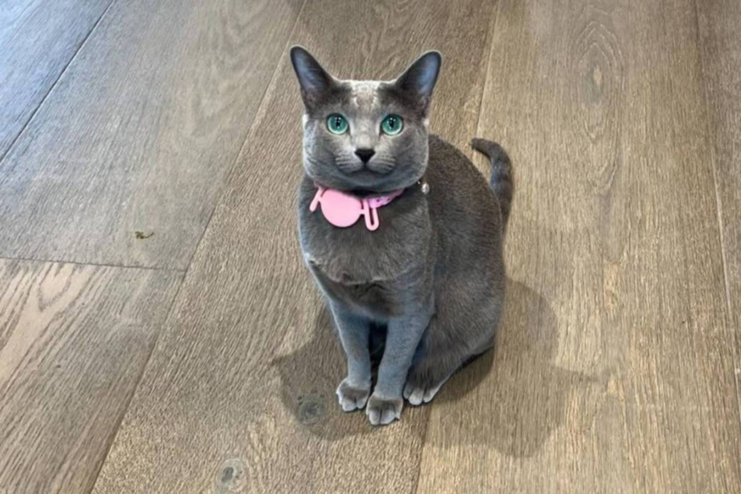Miembro del clan Kardashian causa indignación por amputar las garras de sus gatos 