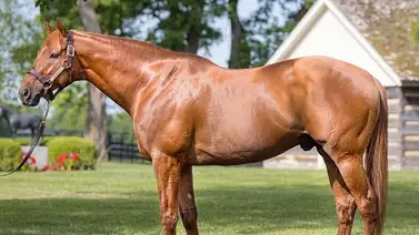 Debuta la primera hija de Gun Runner en La Rinconada este domingo Debuta la primera hija de Gun Runner en La Rinconada este domingo