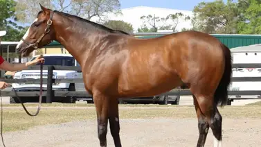 Sangre de campeón: Conoce a un hijo del semental más cotizado que llegará próximamente a La Rinconada Sangre de campeón: Conoce a un hijo del semental más cotizado que llegará próximamente a La Rinconada