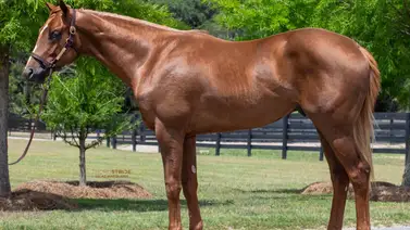 Emiratos Árabes Unidos y Fasig Tipton: La danza secreta de millones que mueve conexiones Emiratos Árabes Unidos y Fasig Tipton: La danza secreta de millones que mueve conexiones