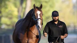 Dos años después: Reaparece en Gulfstream Park la promesa millonaria de Into Mischief