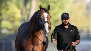 Dos años después: Reaparece en Gulfstream Park la promesa millonaria de Into Mischief Dos años después: Reaparece en Gulfstream Park la promesa millonaria de Into Mischief