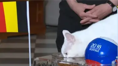 El gato Aquiles reveló al primer finalista del Mundial (+Video) El gato Aquiles reveló al primer finalista del Mundial (+Video)