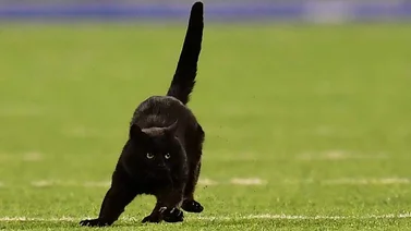 Gato que robó reflectores en MetLife Stadium sigue suelto