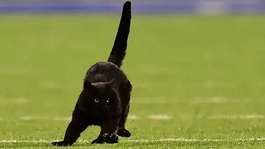 Gato que robó reflectores en MetLife Stadium sigue suelto Gato que robó reflectores en MetLife Stadium sigue suelto