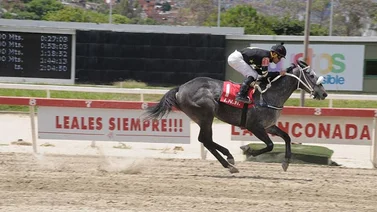 La tordilla Go Sexy Go fuerte candidata al Clásico Dama del Caribe