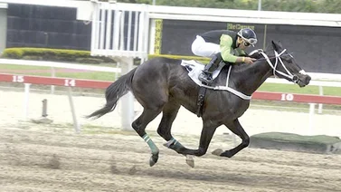 Doctor Sotelo y The Brother Slew a defender el tricolor